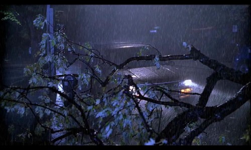 fallen tree for 5.12